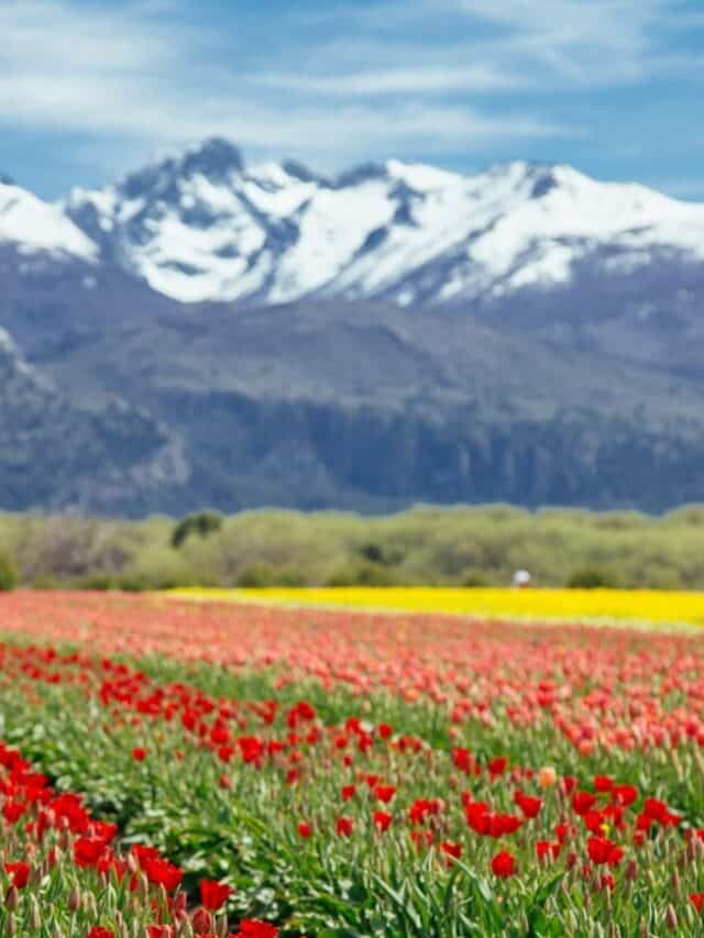 landscape photography of white and black mountain range behind bed of red and pink-petaled flowers