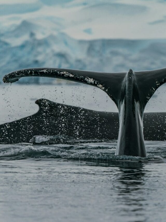 black whale in water during daytime