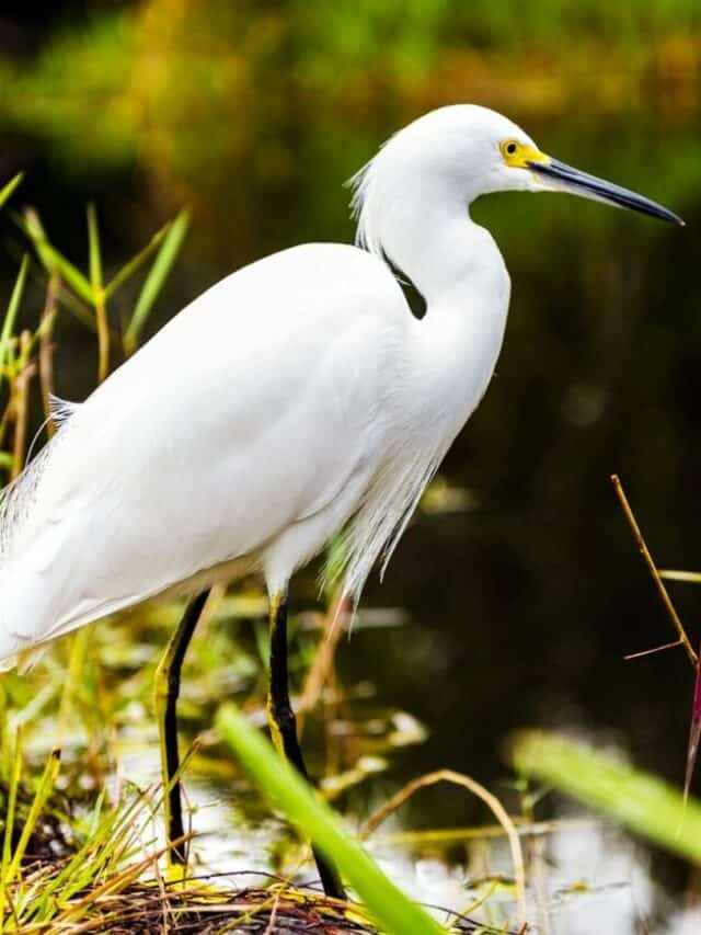 white crane standing on body of water during daytime