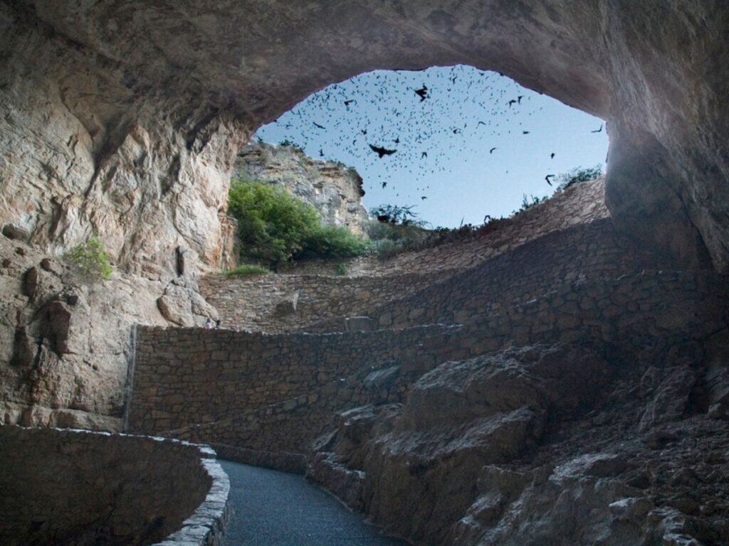 Bats fly out of the cave entrance at Carlsbad Caverns National Park