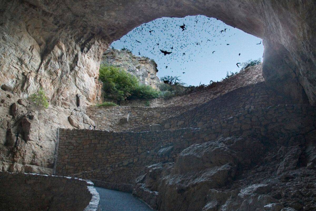 Bats fly out of the cave entrance at Carlsbad Caverns National Park