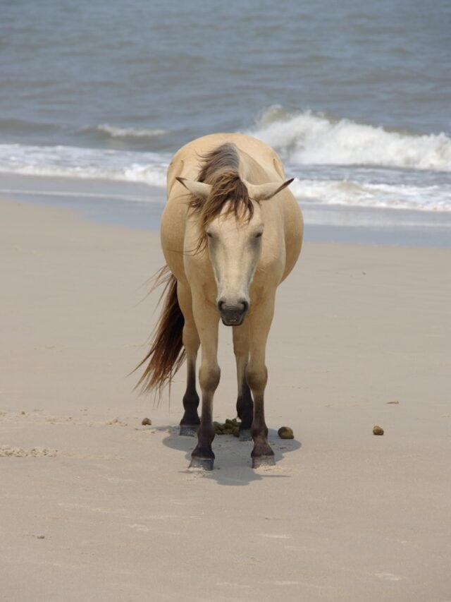 a horse walking on a beach next to the ocean