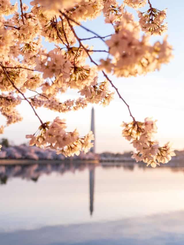 a cherry blossom tree with washington monument in the background