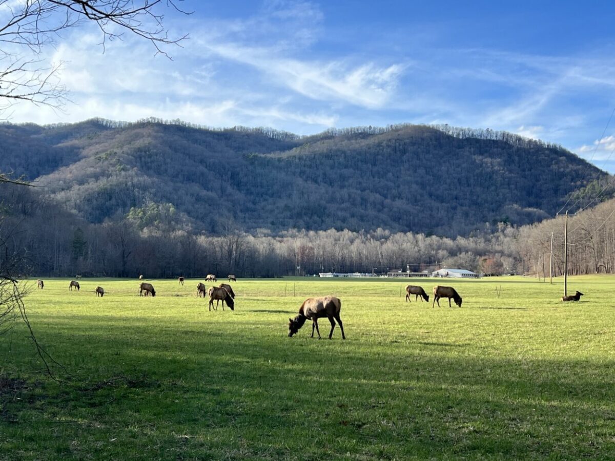 Elk eat grass in a field with forested mountains in the background
