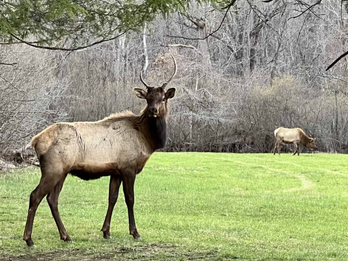 An elk looks ahead as another grazes in the background