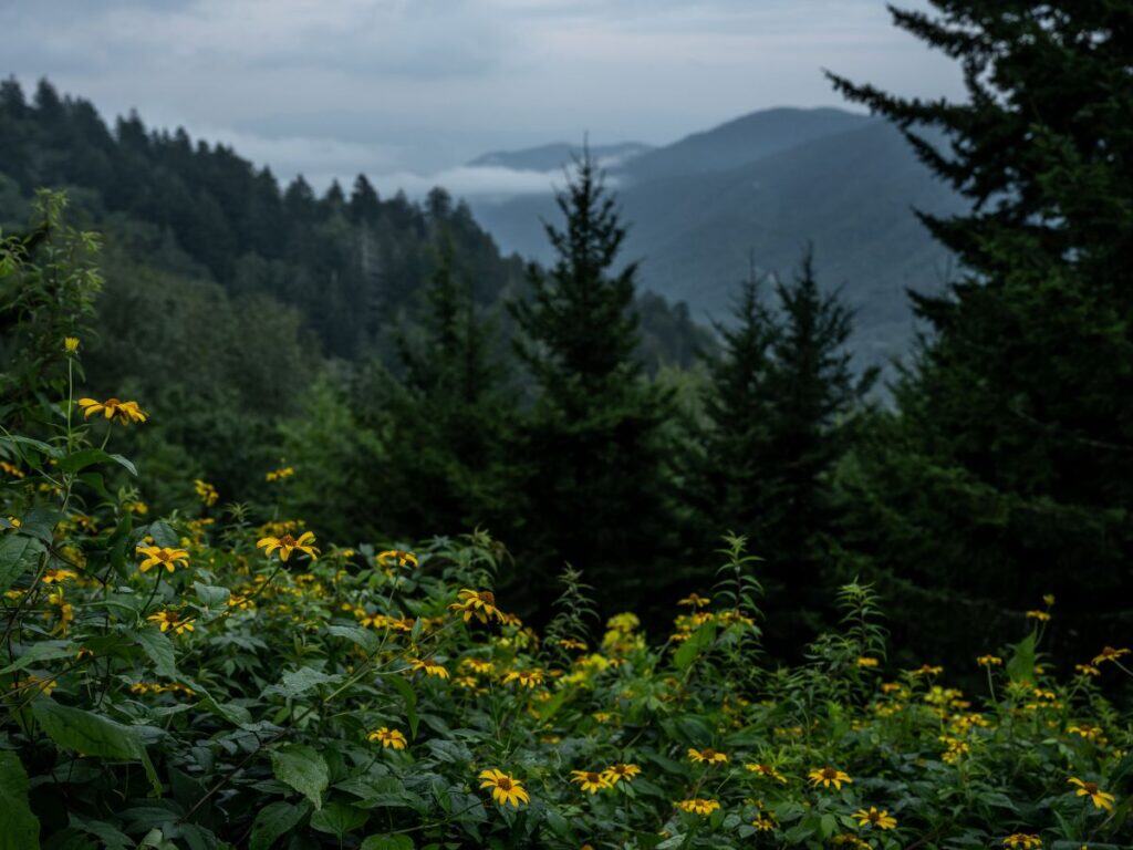 Yellow flowers stand out in the foreground with clouds between forested mountain ridges in the background