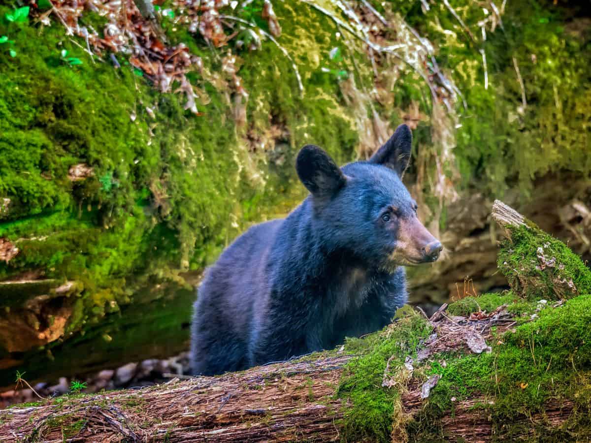 A black bear forages for food in the woods