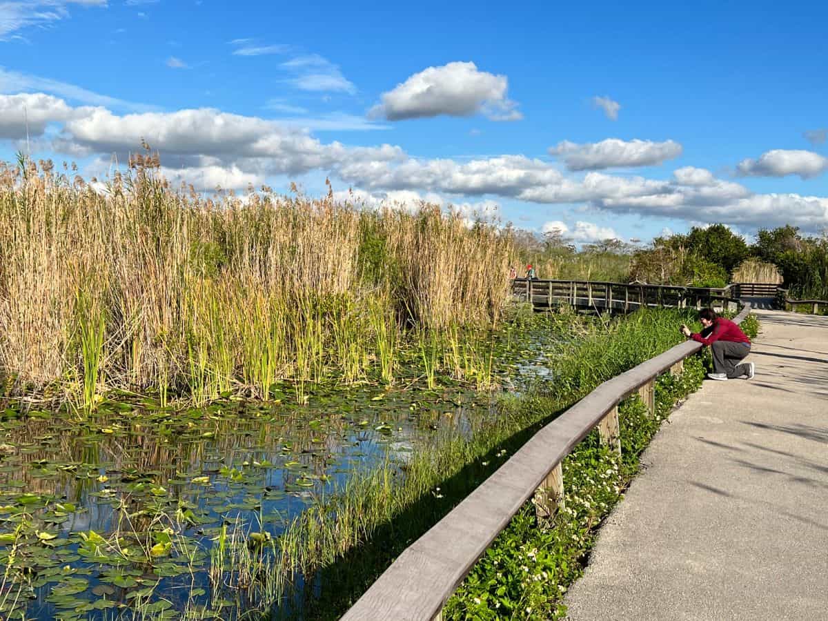 A man crouches down to take a photo in the Everglades