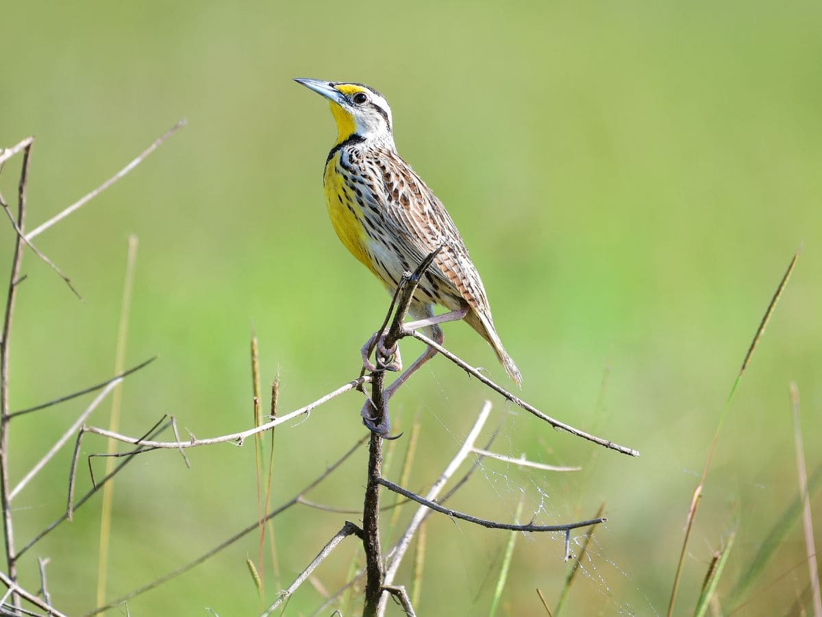 A yellow bird perches on a twig