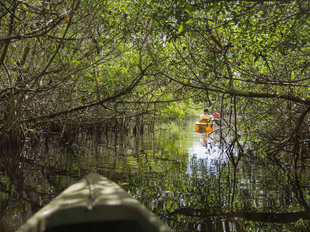 Kayakers navigate through a maze of mangroves in Everglades National Park, FL