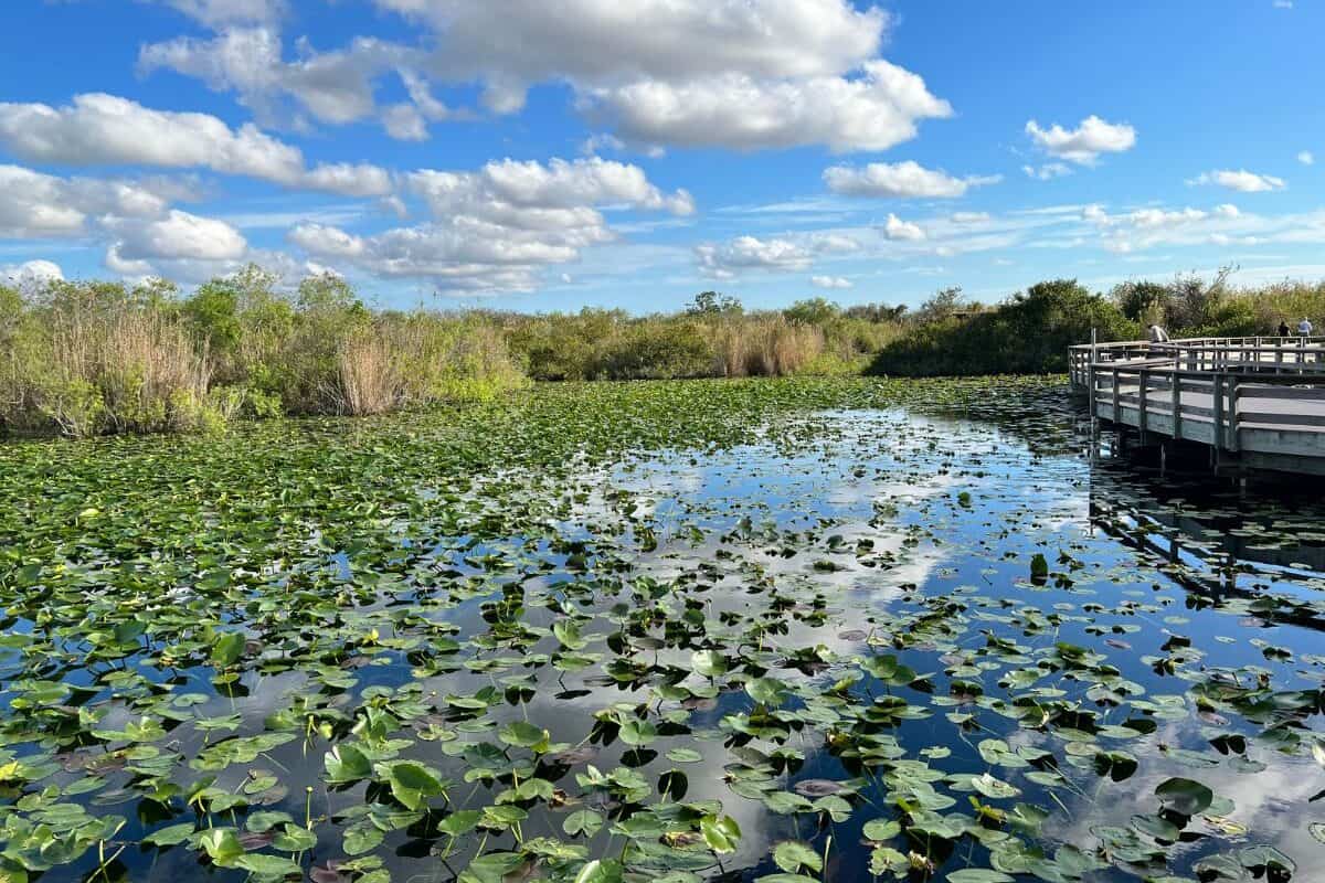 Clouds reflect on the water's surface in Everglades National Park