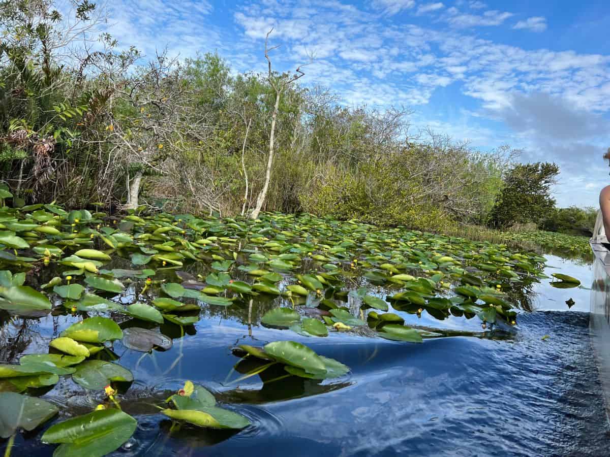 A small wave kicks out from the side of an airboat in the Everglades