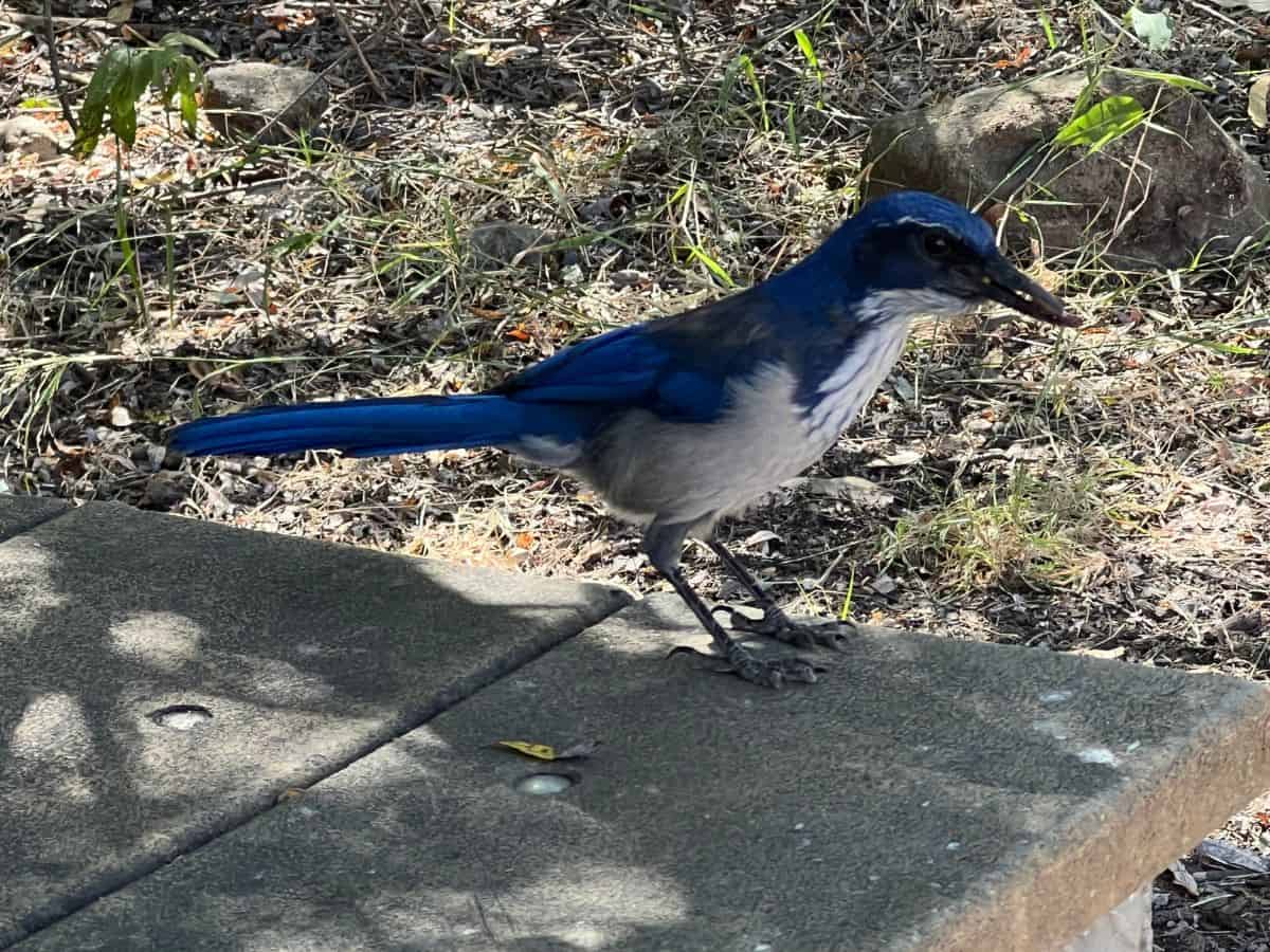 An island scrub jay sits on a bench seat