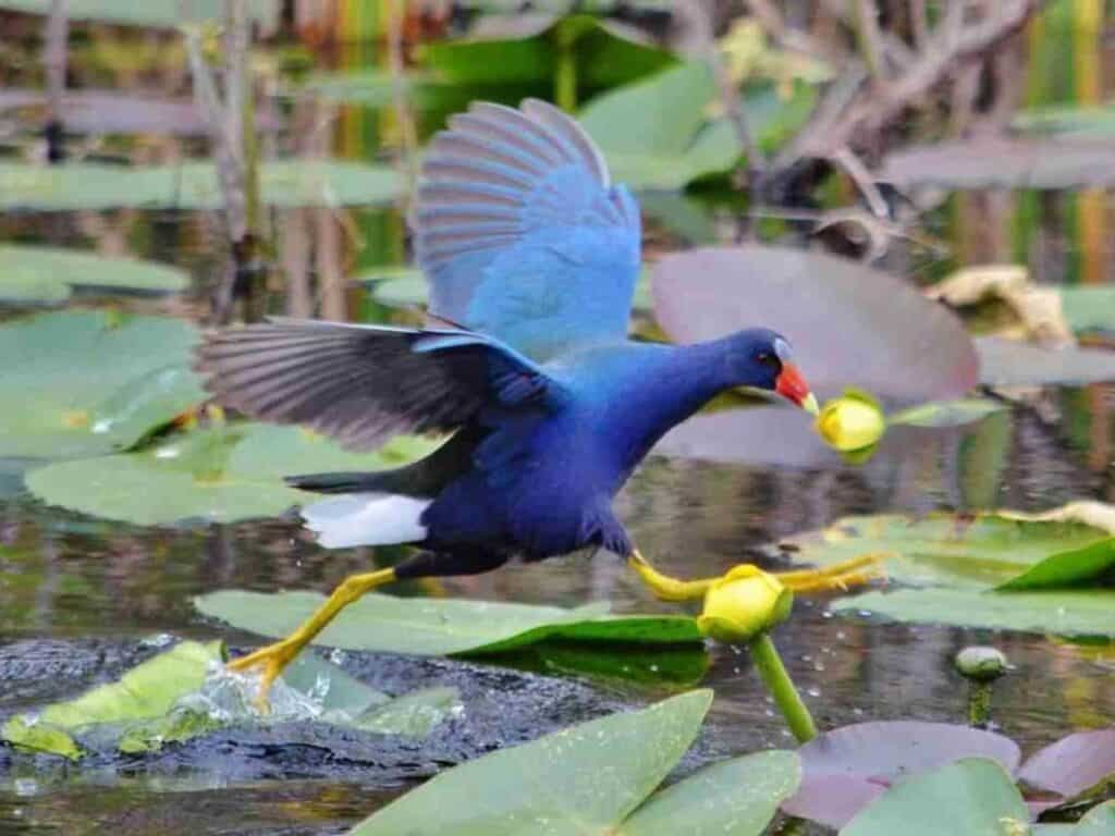 Everglades National Park planning guide cover, showing a purple gallinule running across lily pads.