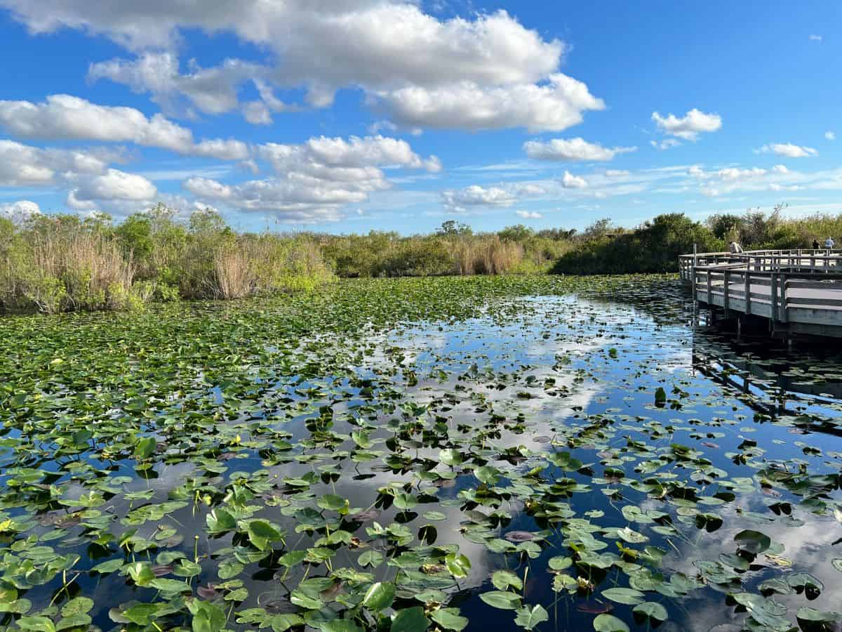 A guest looks at the river of grass from an overlook on a boardwalk trail in Everglades National Park.