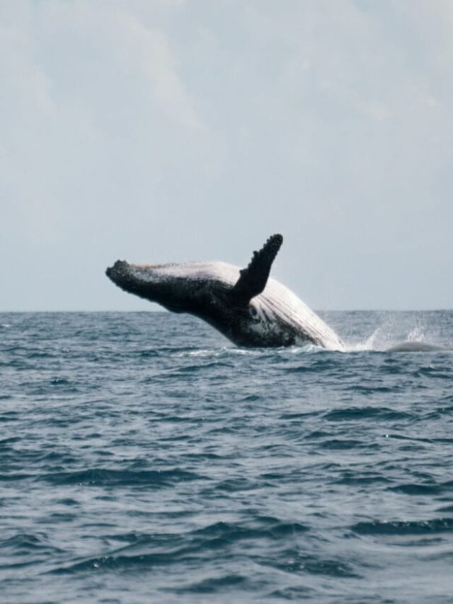 Best Time to Visit Alaska for Scenery, Wildlife & Adventure