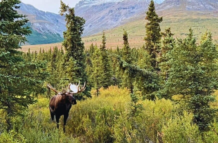 A moose walks through a filed with mountains in the background, Denali National Park, AK.