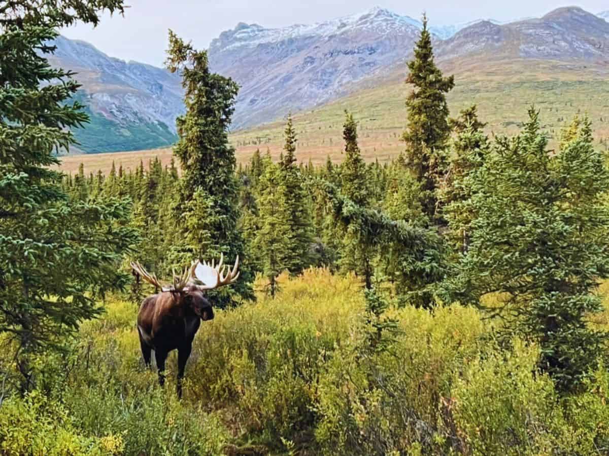 A moose walks through a filed with mountains in the background, Denali National Park, AK.