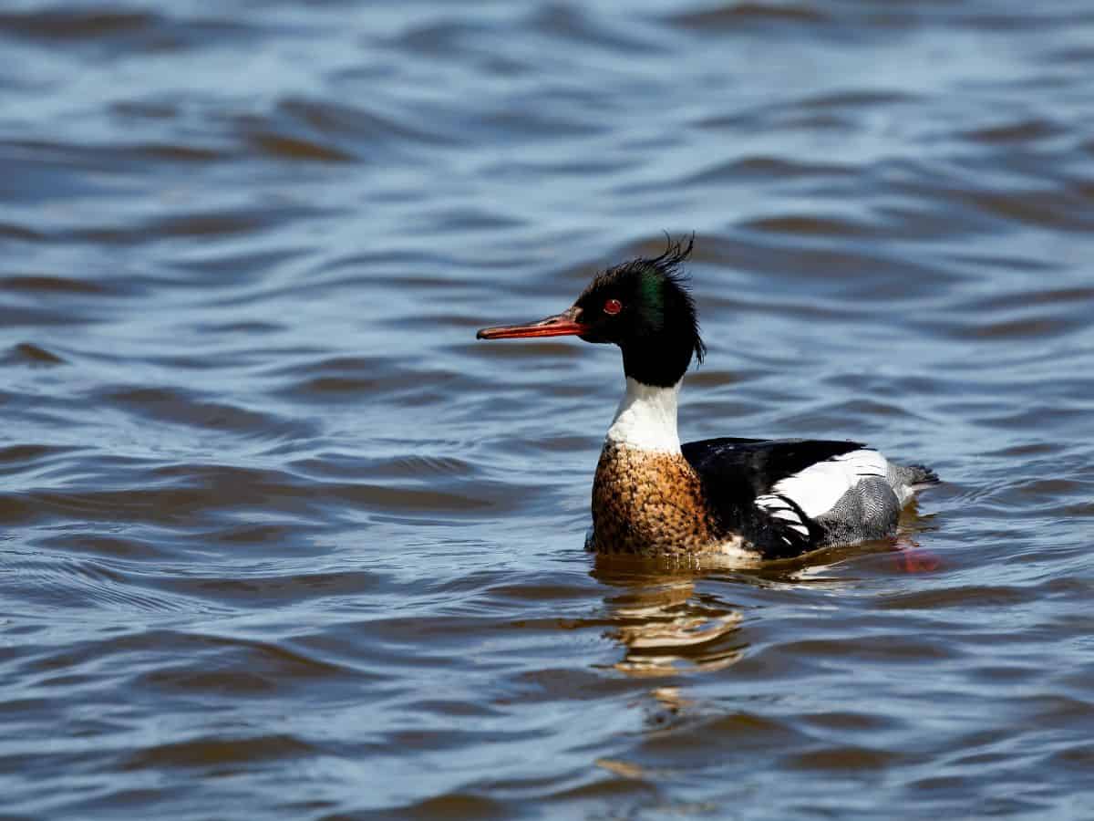 A red-breasted merganser swims in Lake Michigan along the shores of Indiana Dunes National Park