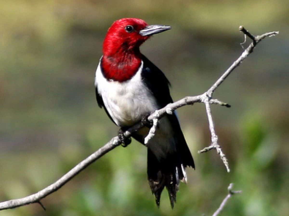 A red-headed woodpecker sits on a twig in along Great Marsh Trail in Indiana Dunes National Park, IN.