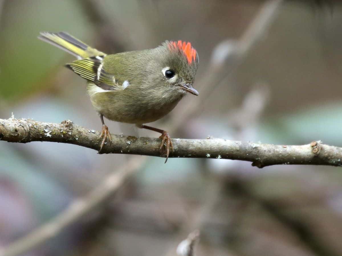 A ruby-crowned kinglet perches on a twig