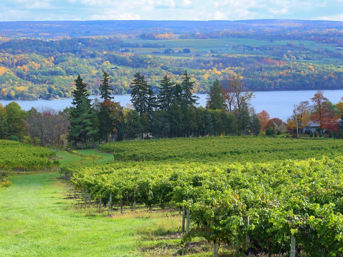 reasons to visit the Finger Lakes - excellent wineries