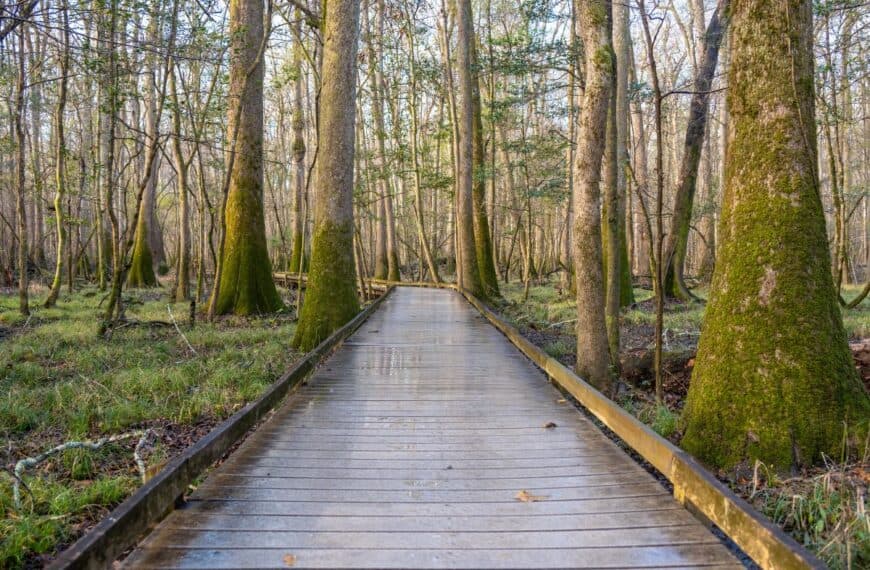 A straight section of Boardwalk Trail cuts through the floodplain forest in Congaree National Park, SC