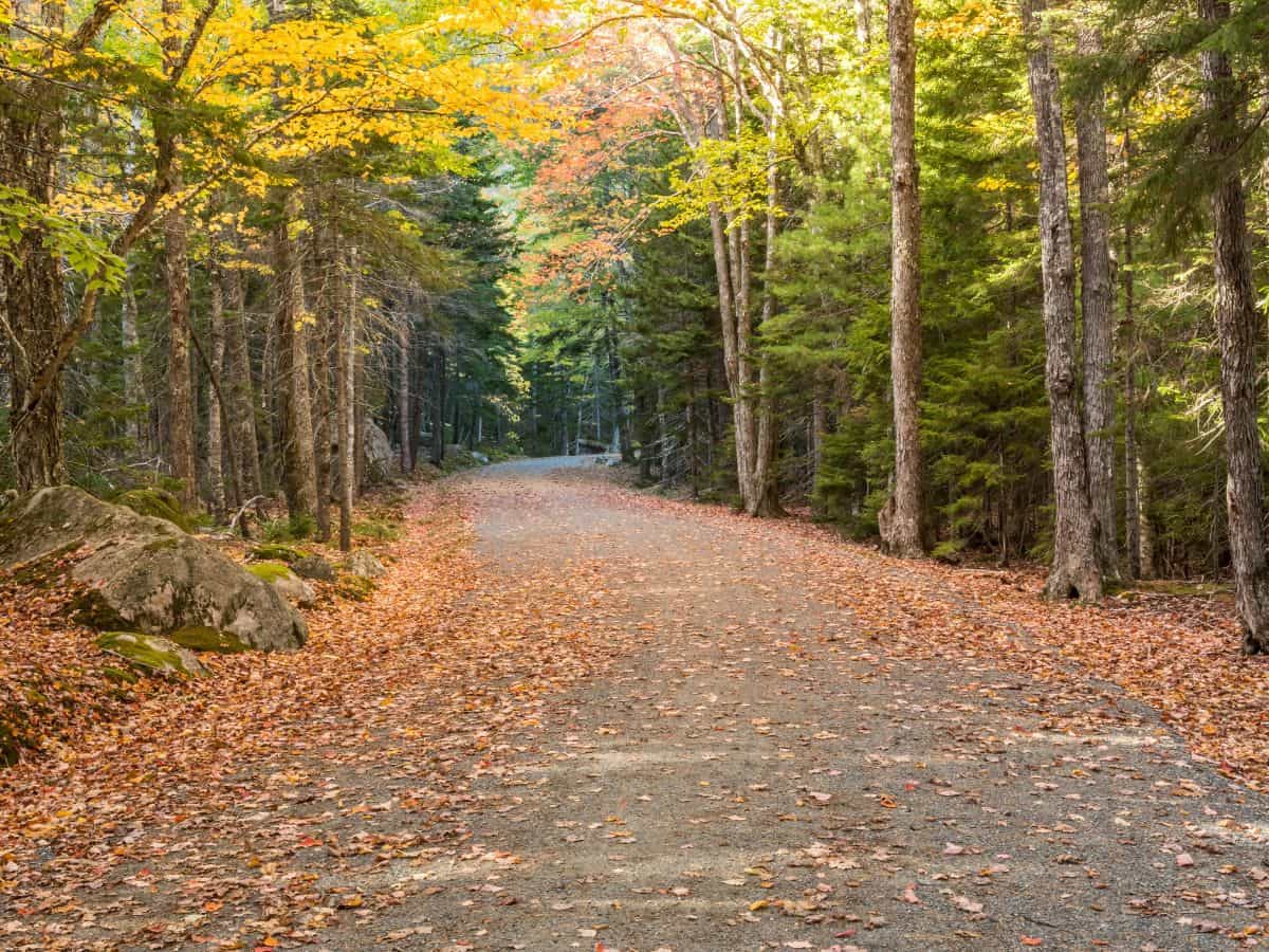 Leaves cover a road that cuts through a forest in Acadia National Park