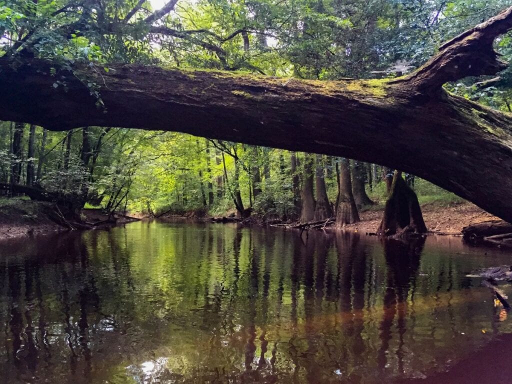 A fallen tree spans across Cedar Creek with enough room for paddlers to pass under