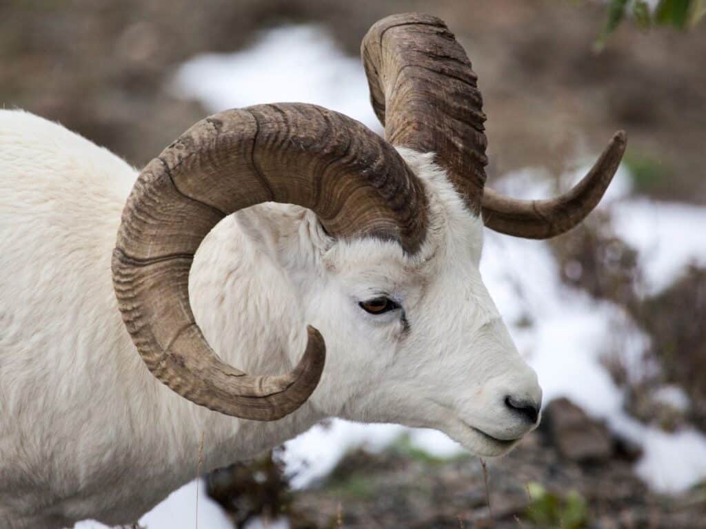 Dall sheep ram - one of Denali's Big 5