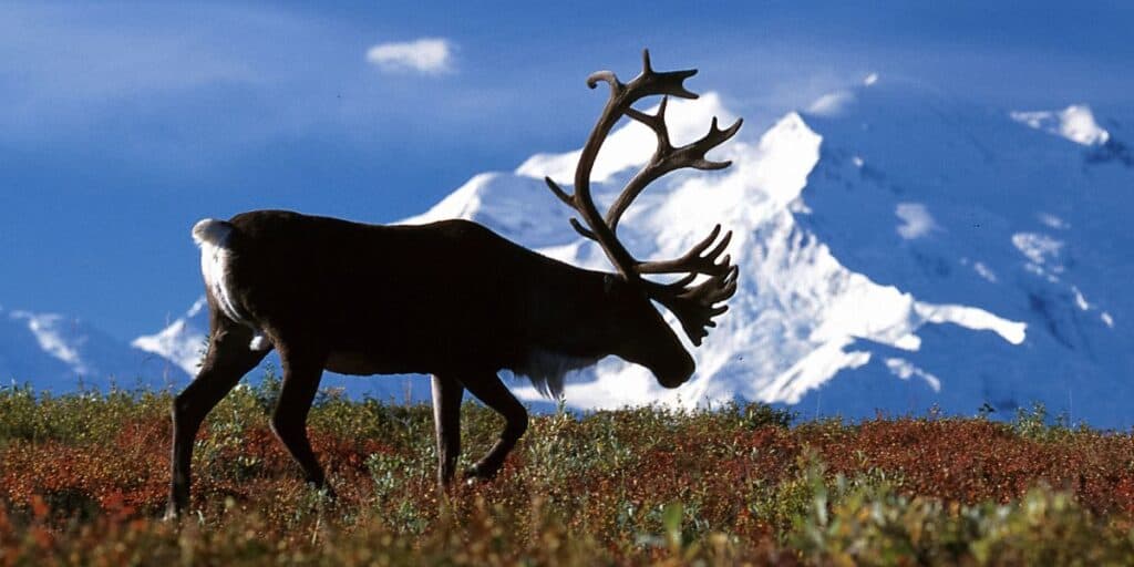 A Caribou cross a field with Denali covered in snow in the background