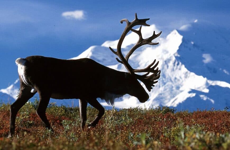 A Caribou cross a field with Denali covered in snow in the background