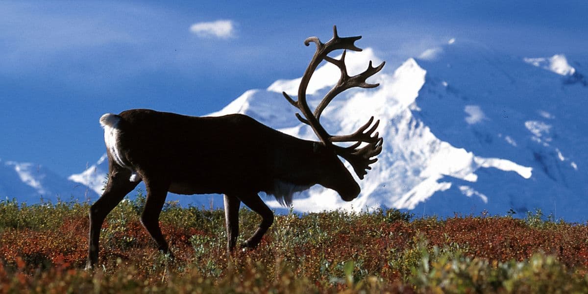 A Caribou cross a field with Denali covered in snow in the background