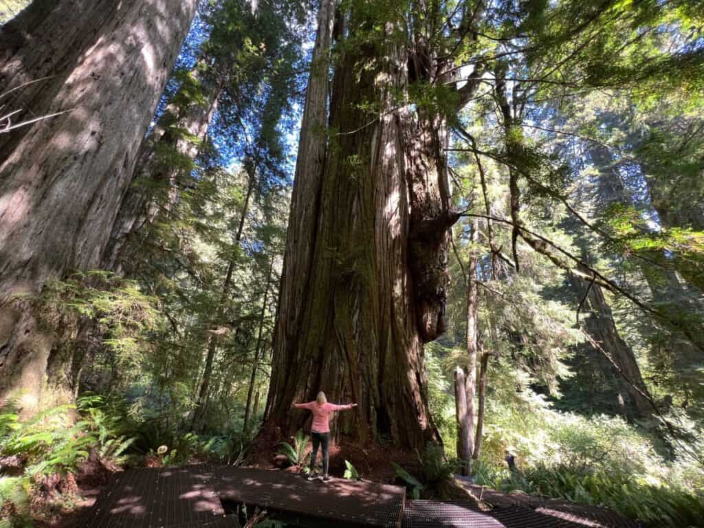A woman hugs a giant coastal redwood