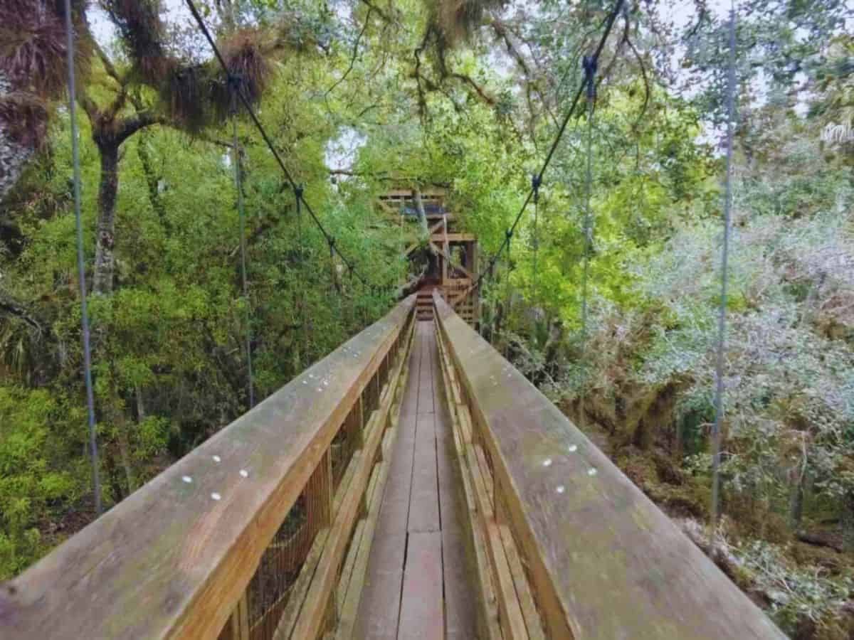 Treetop walkway in Myakka River State Park, Sarasota, FL - a hidden gem state park in the USA.