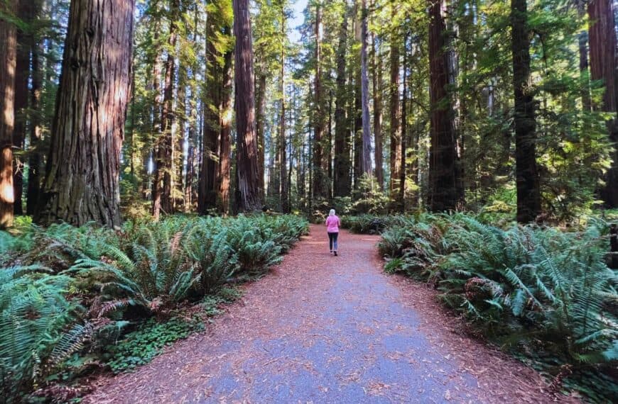 A woman walks along a path through a redwood forest