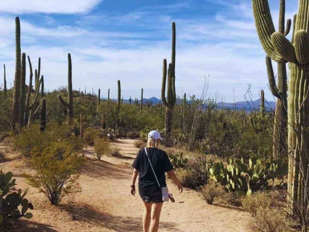 A woman hikes a trail lined with saguaros