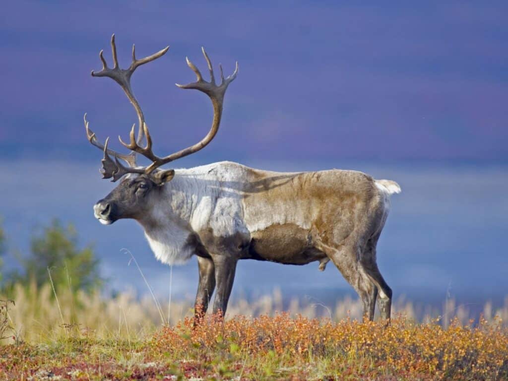 A caribou grazes in Denali National Park, Alaska