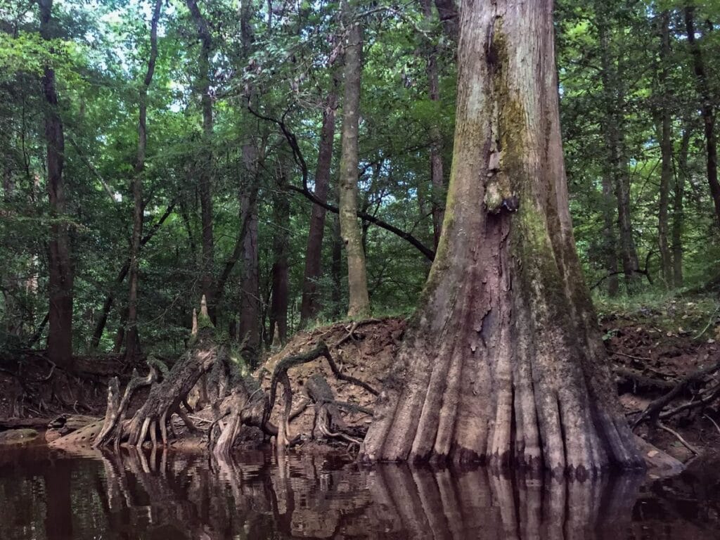 A large tree rises out of the floodplain waters in Congaree National Park