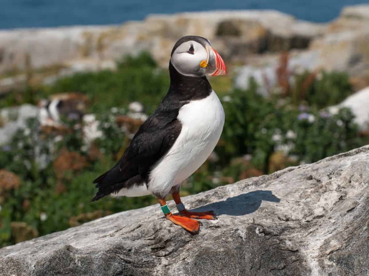 A puffin stands on a rock