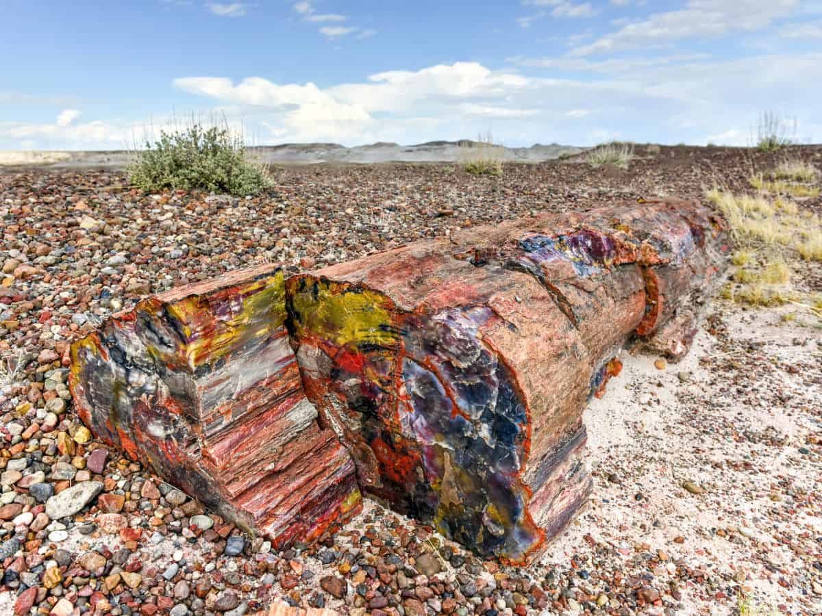 A stone log in Petrified Forest National Park showcases colorful crystals