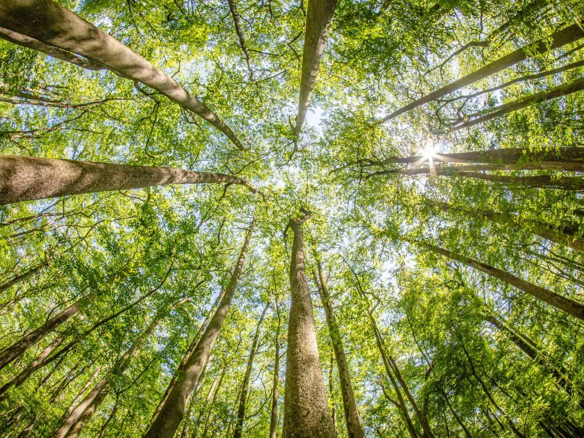 looking up from ground to sky through a grove of tall trees in Congaree National Park