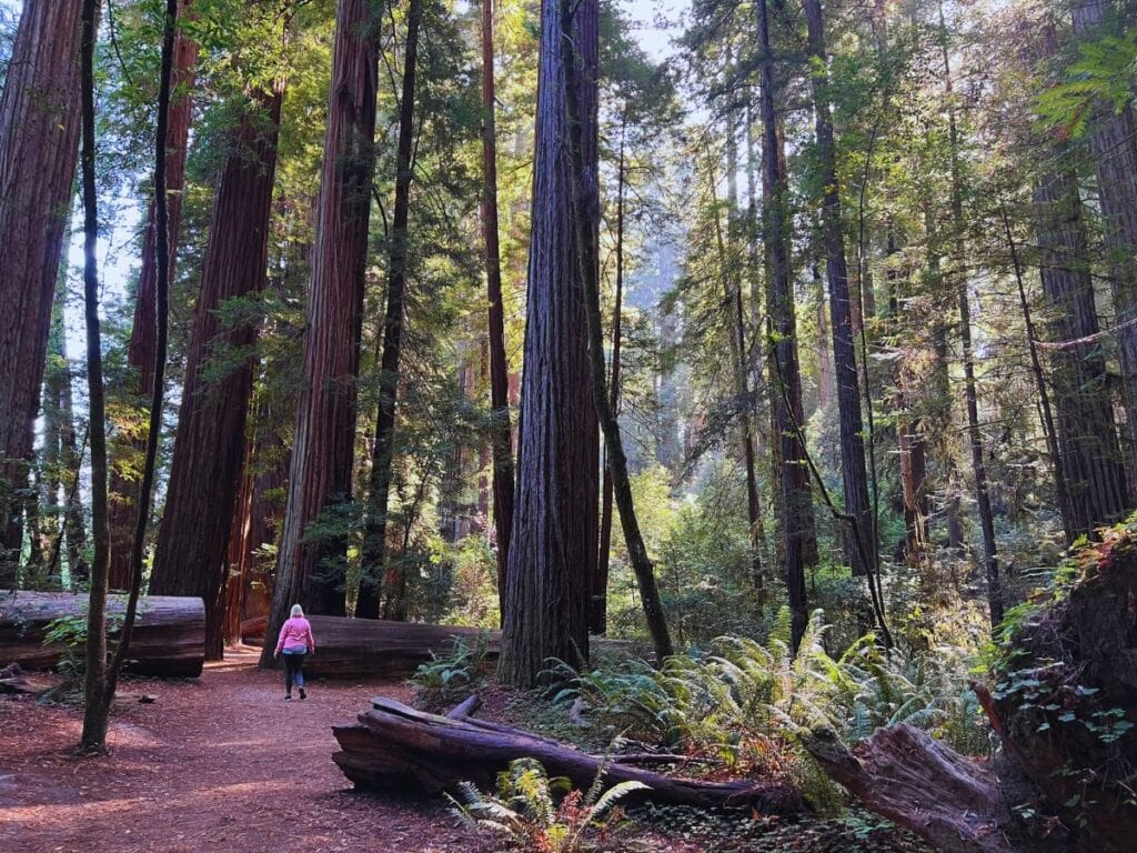 A woman walks a trail where a fallen coastal redwood crosses the path but has been cut enough for her to safely pass.