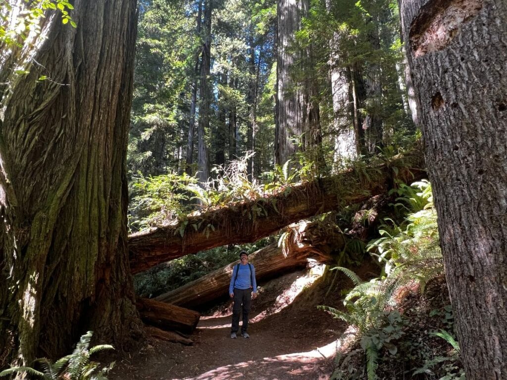 A man walks under a fallen redwood tree