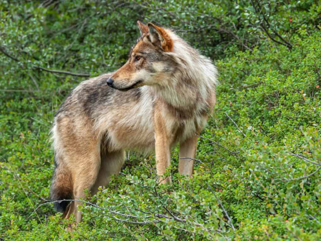 Wolf in Denali National Park, Alaska
