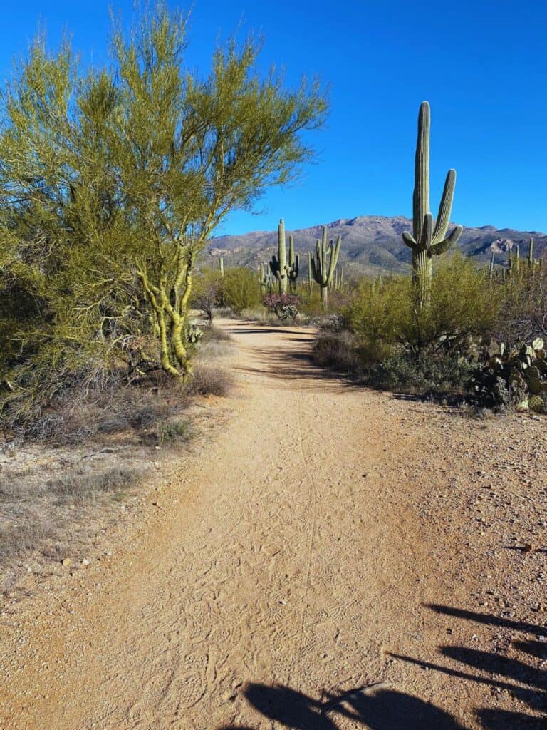 A dirt trail leads past a few saguaros and torward mountains in Saguaro National Park East, AZ