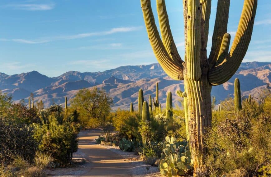 A saguaro stands tall with several arms, showing its age and wear and tear in Saguaro National Park, Arizona.