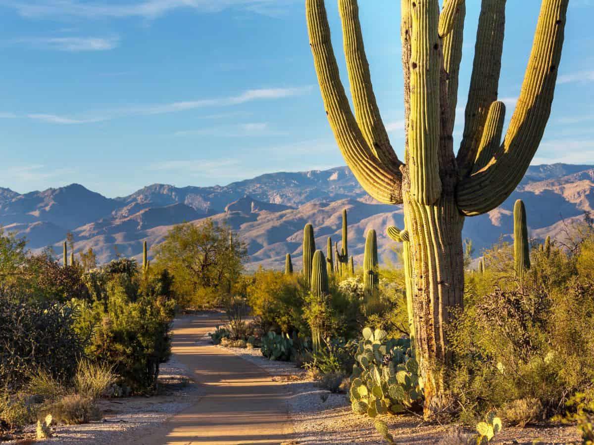 A saguaro stands tall with several arms, showing its age and wear and tear in Saguaro National Park, Arizona.