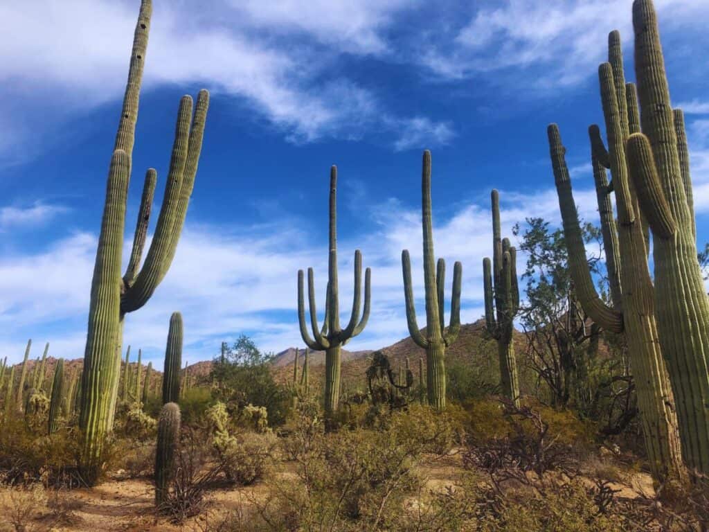 Towering saguaros reach to the sky in Saguaro National Park West, AZ