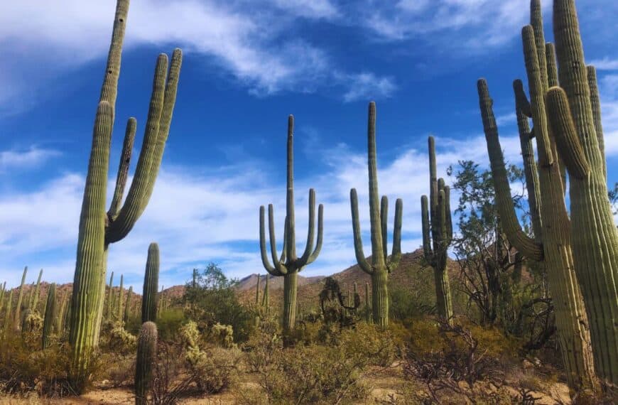 Towering saguaros reach to the sky in Saguaro National Park West, AZ